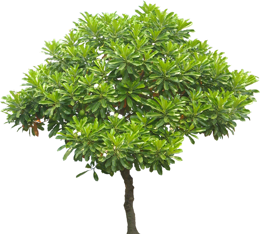 Free Jungle Leaf Clipart And Vector Graphics Clipartme - Tree Png (900x819), Png Download