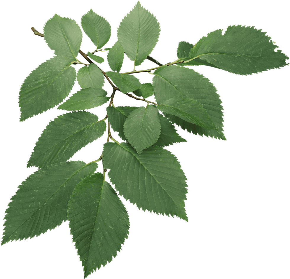Field Elm - Christmas Leaves Models Wire In 3ds Max (1024x1024), Png Download