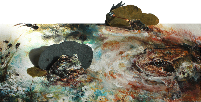 The Life Cycle Of A Frog - Colorado River Toad (670x341), Png Download