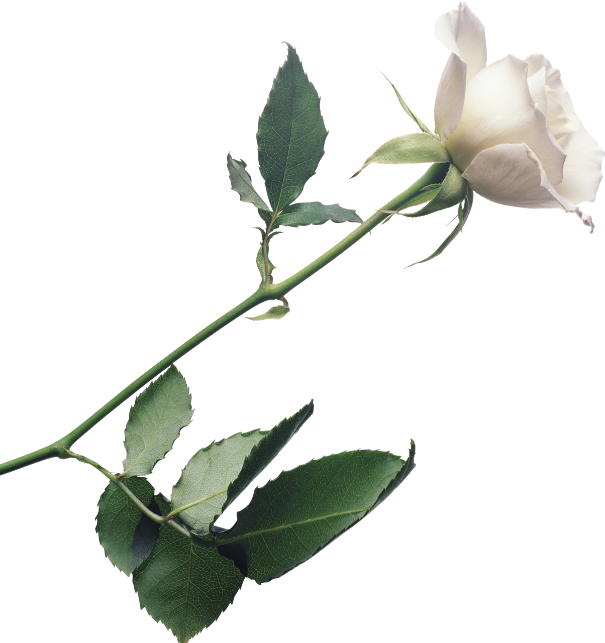 White Rose Png Image With Transparent Background - White Rose On Transparent Background (1204x1280), Png Download