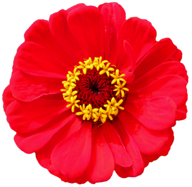 Bindweed Head Clip Art - Red Flowers Transparent Background (400x397), Png Download