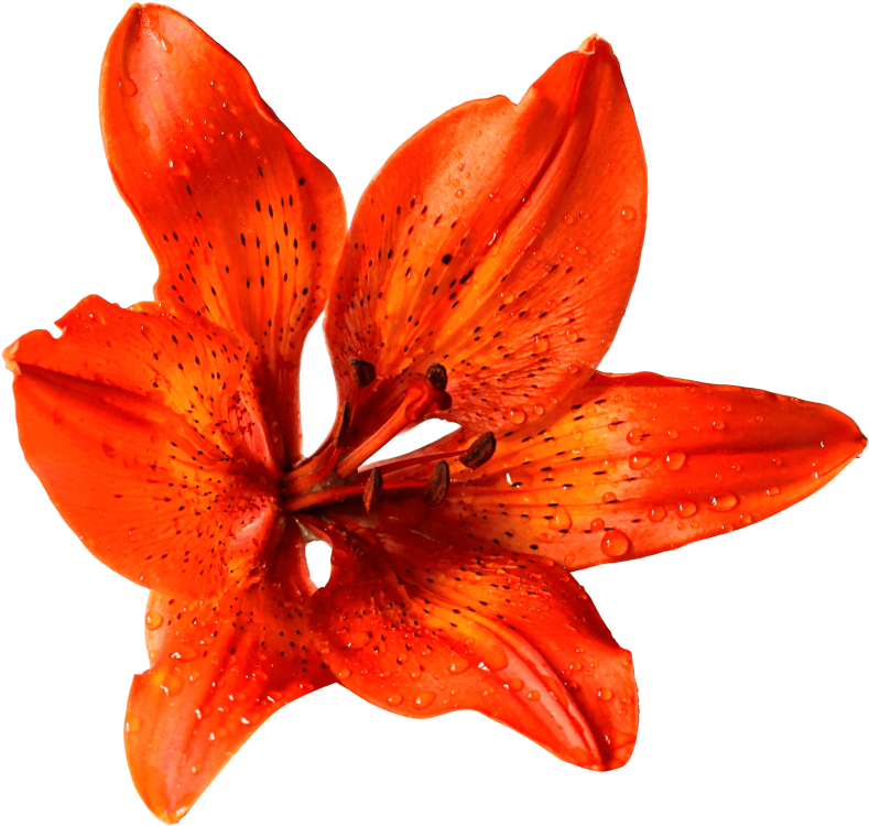 Flower Png Transparent Image - Summer Flowers Transparent Background (500x481), Png Download