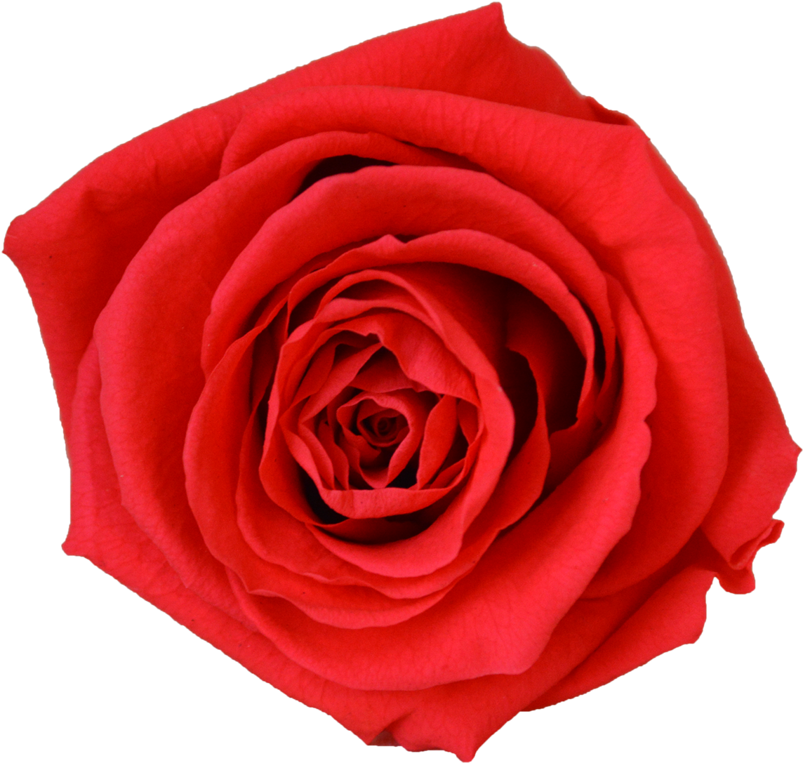 Single Rose Votive - Red Roses Bloom Png (1200x1199), Png Download