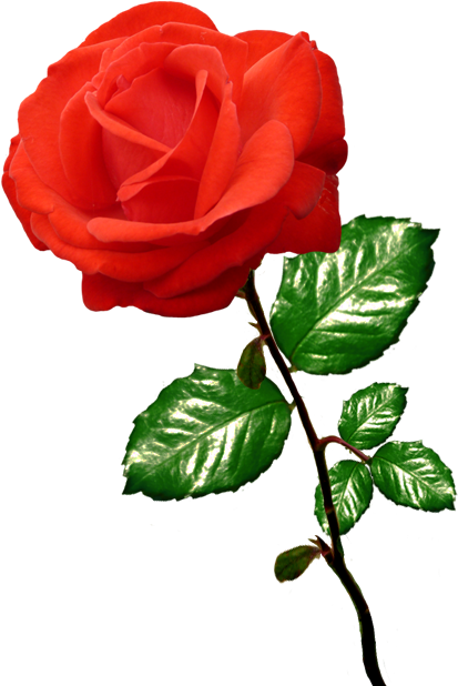 Red Rose - Clipart Of Rose (577x691), Png Download