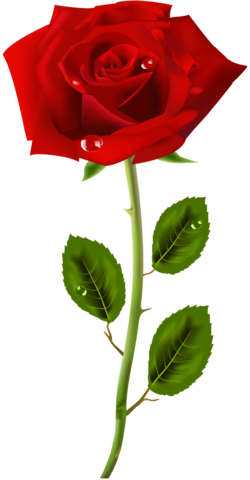 Single Red Rose Png Png Kırmızı Tek Gül Resimleri Indir,png - Red And Yellow Aesthetic (250x480), Png Download