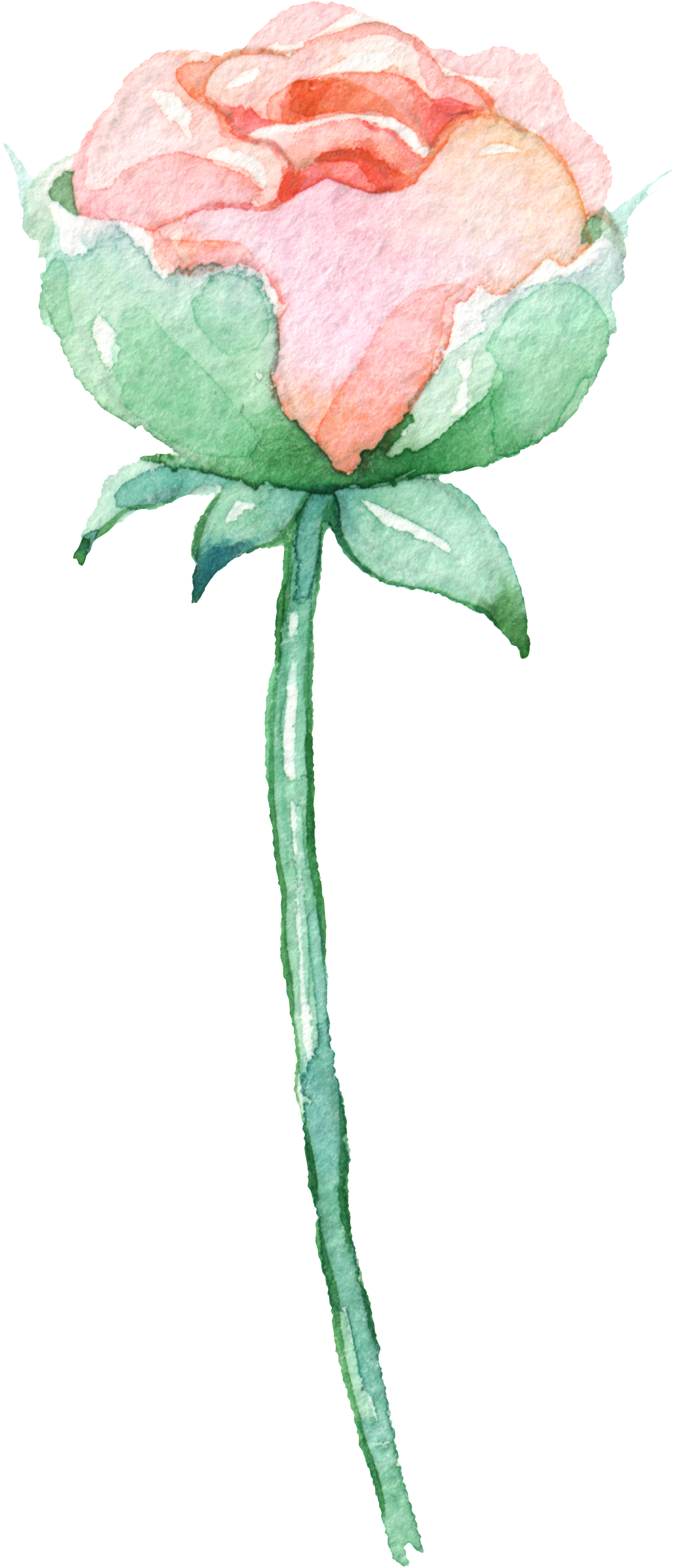 Hand Painted Rose Png Element - Rose (1024x2384), Png Download