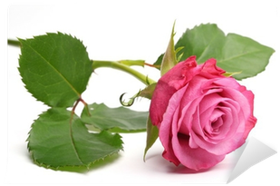Floribunda (400x400), Png Download