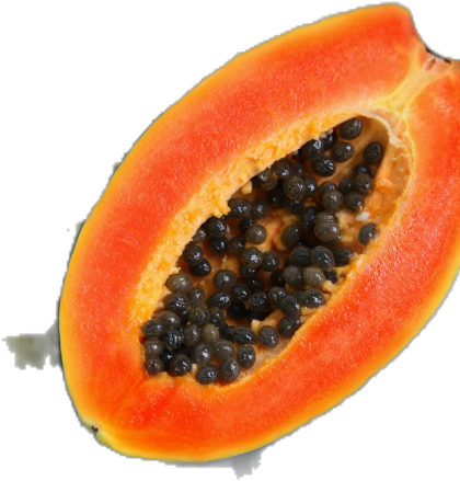 Buah Papaya (480x480), Png Download