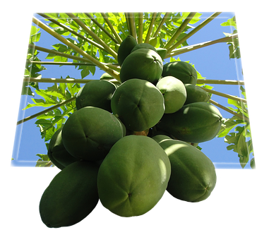 Papaya Fruit Food Tropical Fruit Fruit Bom - Papaya Fruit (392x340), Png Download