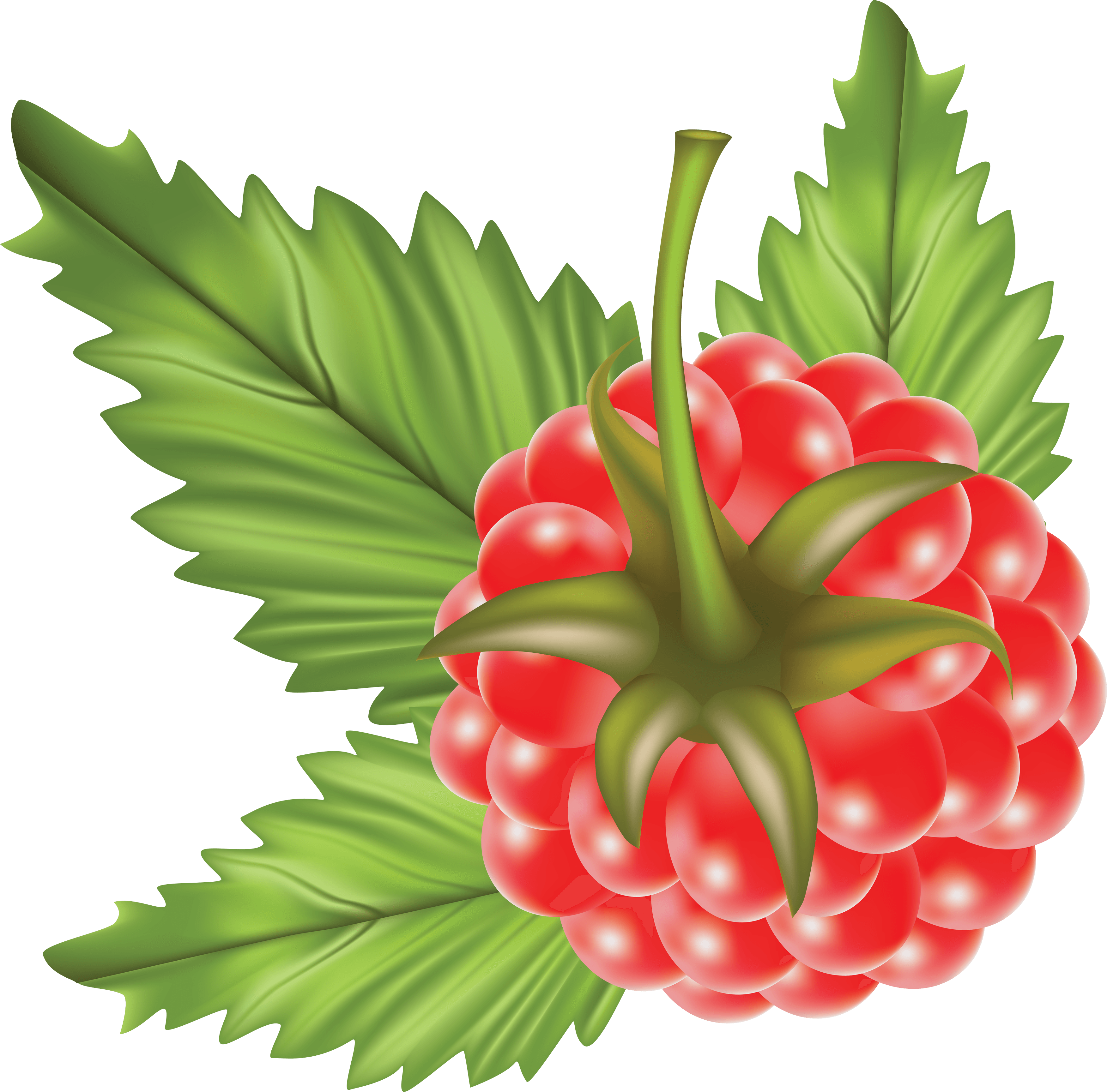 Rraspberry Png Image Png Image - Raspberry Vector Png (3504x3458), Png Download