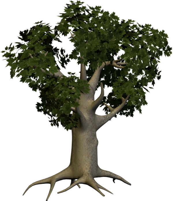 3d Papaya Tree Png - Tree Trunk Png Hd (600x699), Png Download
