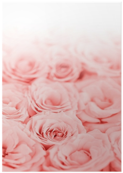 Fondos De Rosas Rosas (400x400), Png Download