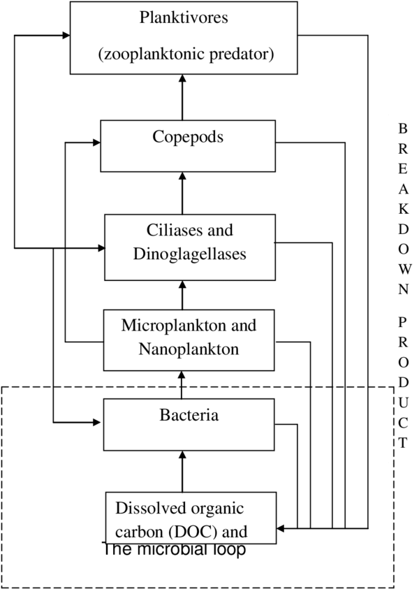 Simplified Plankton Food Web Showing Direction Of Consumption (850x858), Png Download