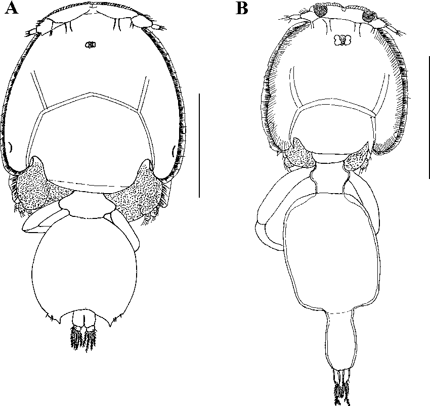 Two Other Caligid Genera From Plankton Samples (850x803), Png Download