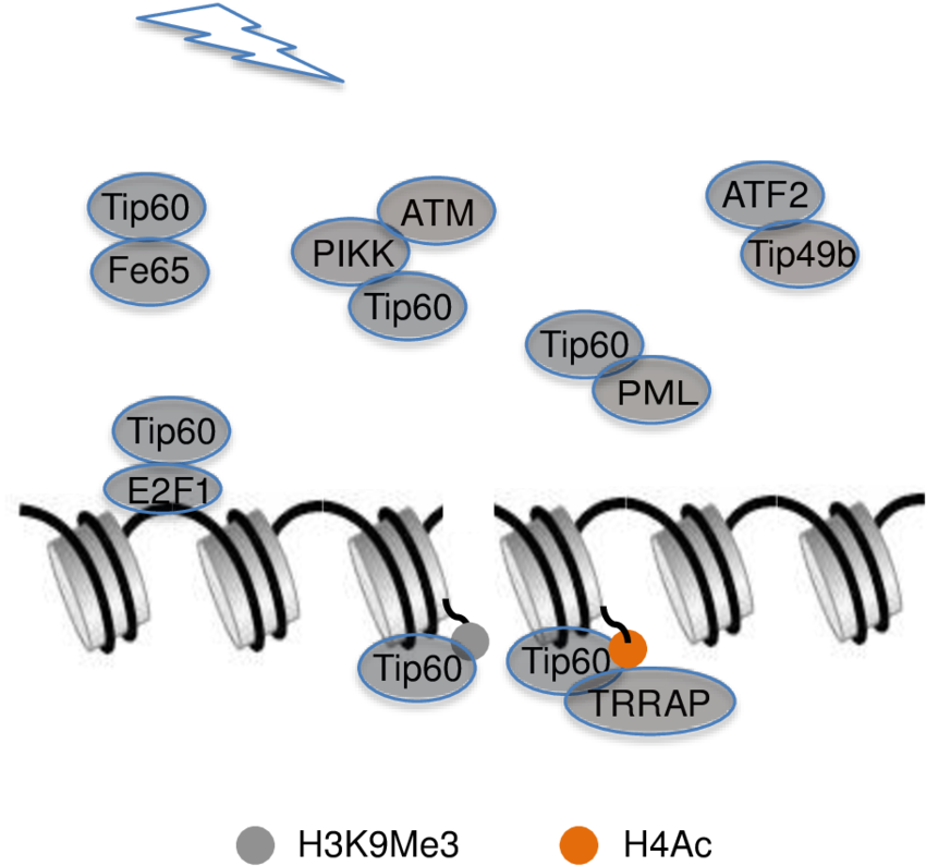 Interaction Between Ddr-related Proteins And Tip49b (850x811), Png Download
