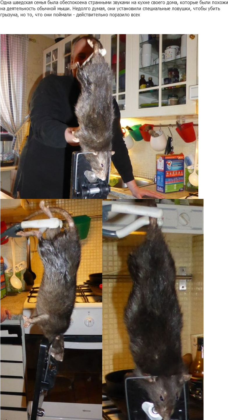 Крыса,живность,nothing To Do Here,мемы,рожи, Персонажи (811x1463), Png Download