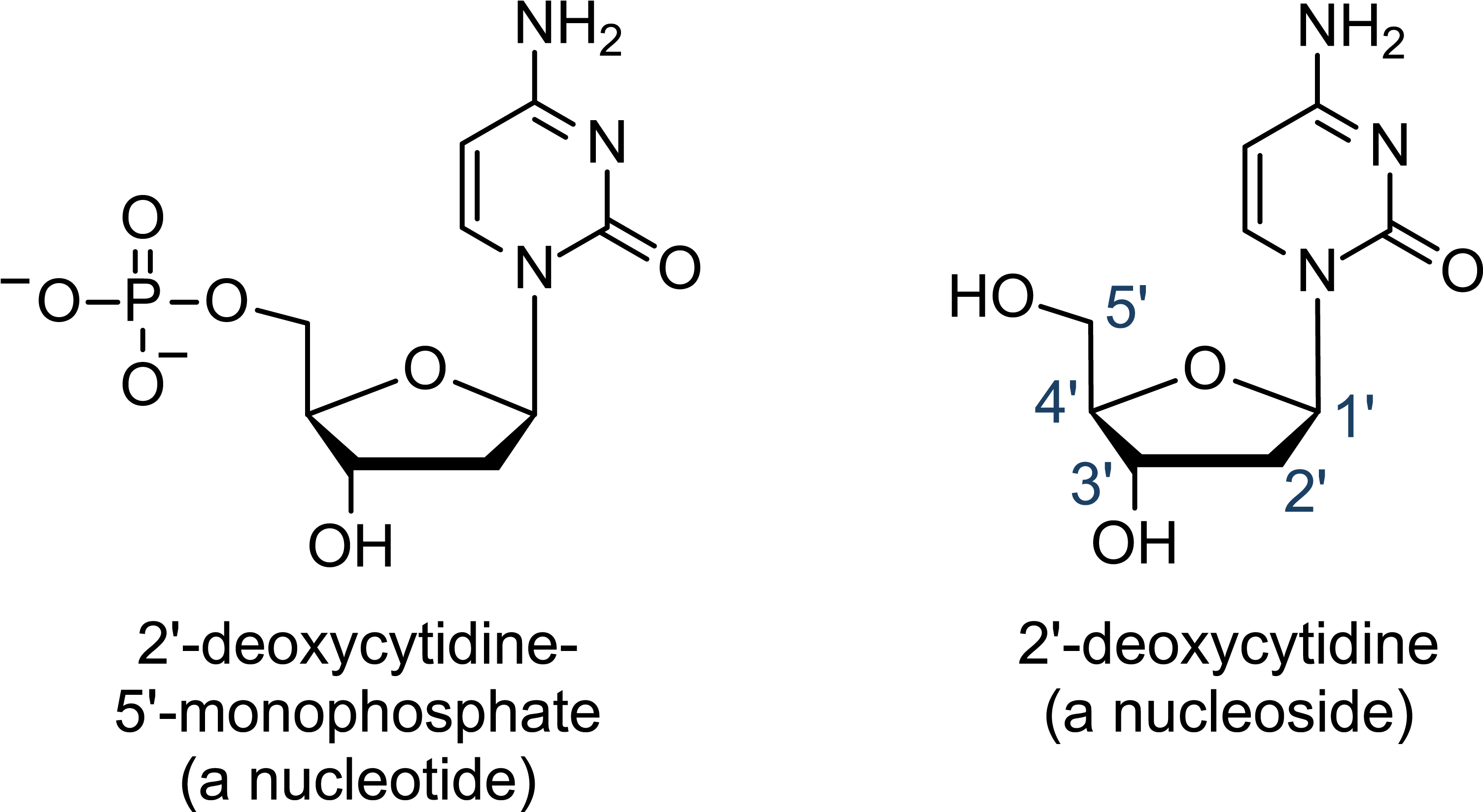 Structures Of A Deoxynucleoside And A Deoxynucleotide (3010x1660), Png Download