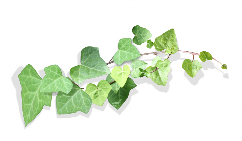 Tubes Fleurs Png (800x467), Png Download