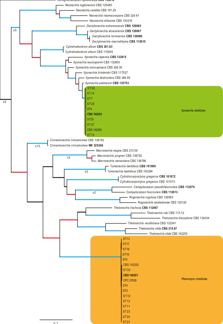 The Ml Consensus Tree Inferred From The Combined Its, (850x1235), Png Download
