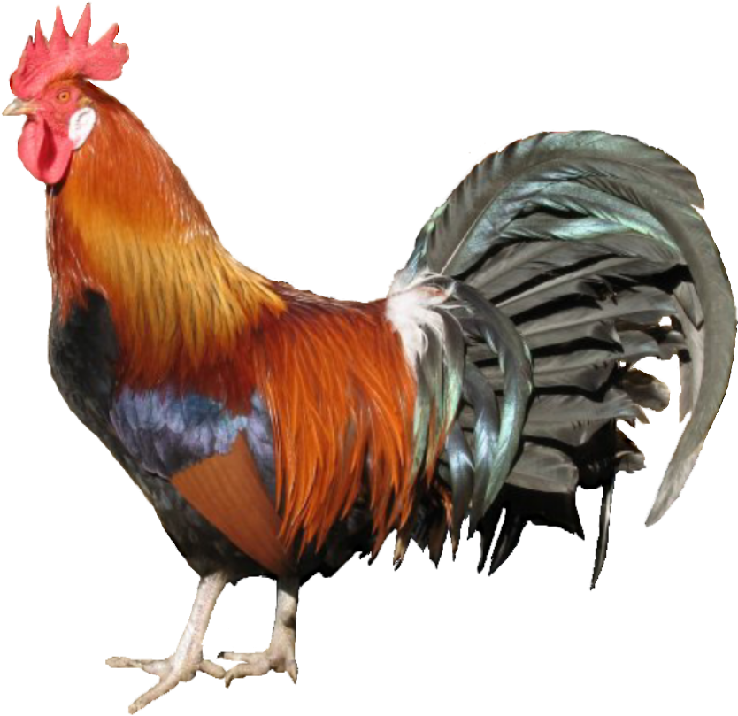 Registered User (892x843), Png Download