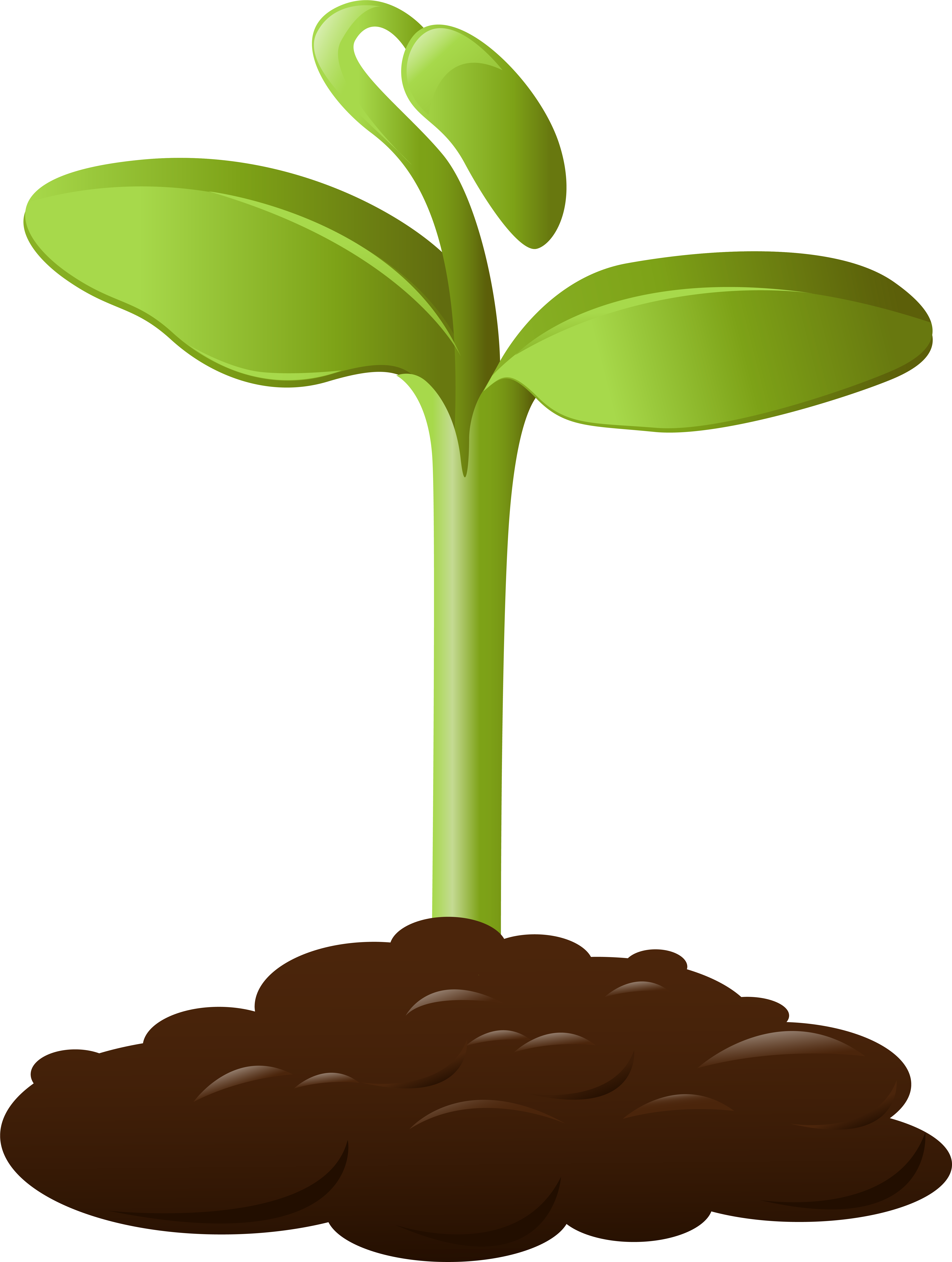 28 Collection Of Plants Clipart Transparent Background (6114x8005), Png Download