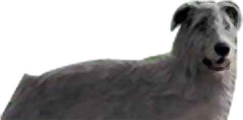 Rake - Survivors Dogs Rake (500x288), Png Download