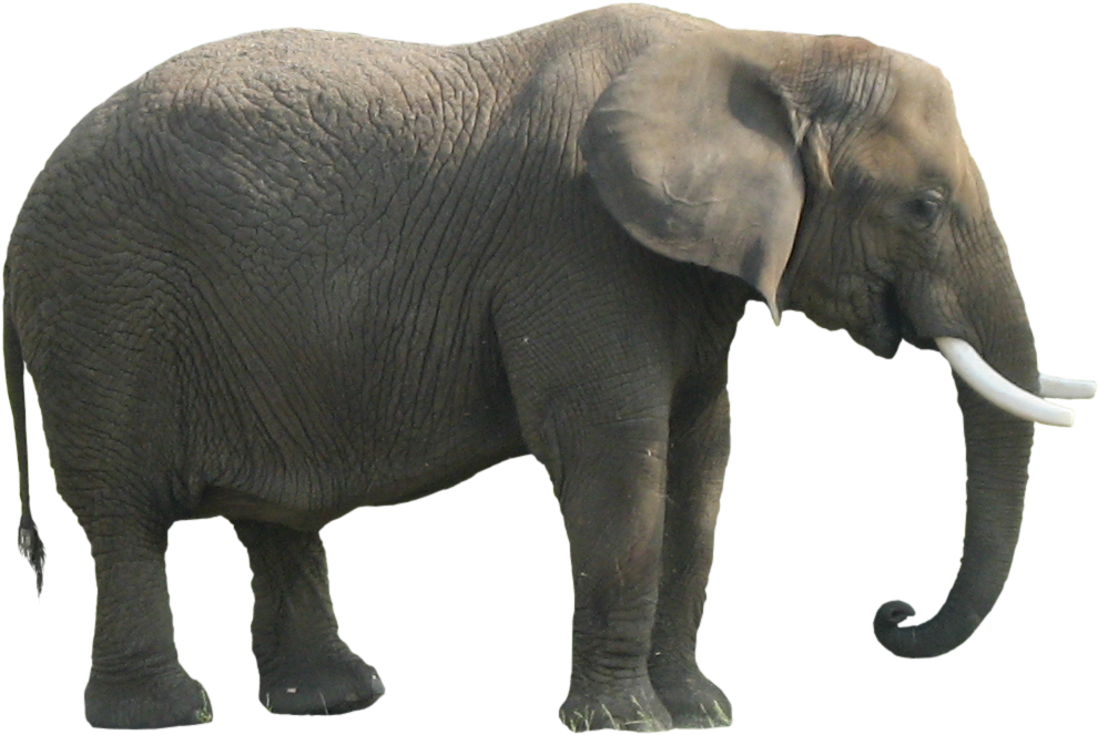 Animal Elephant - Side View Of A Elephant (989x989), Png Download