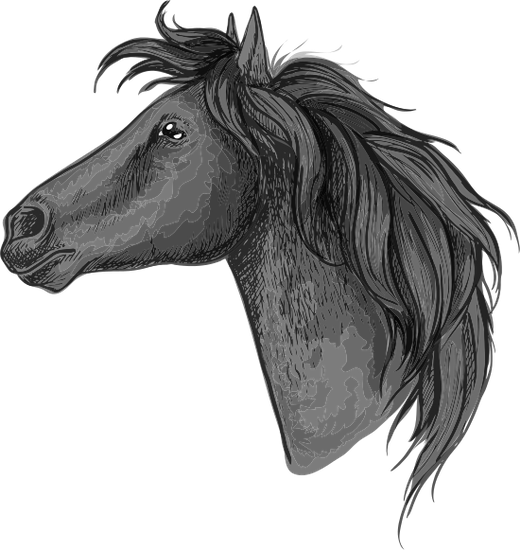 Black Horse Head Sketch Portrait - Cabeza De Caballo Perfil (520x550), Png Download