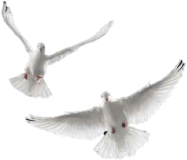 Doves Flying Away Png - Dove Bird Flying Png (420x348), Png Download