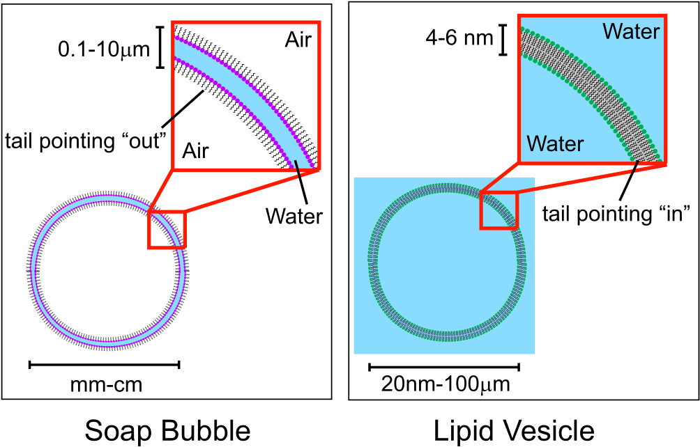 Lipid Vesicle Vs Soap Bubble - Surfactant Soap Bubble (1024x663), Png Download