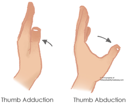 Thumb Adduction And Abduction 4 - Weakness In Thumb Abduction (428x346), Png Download