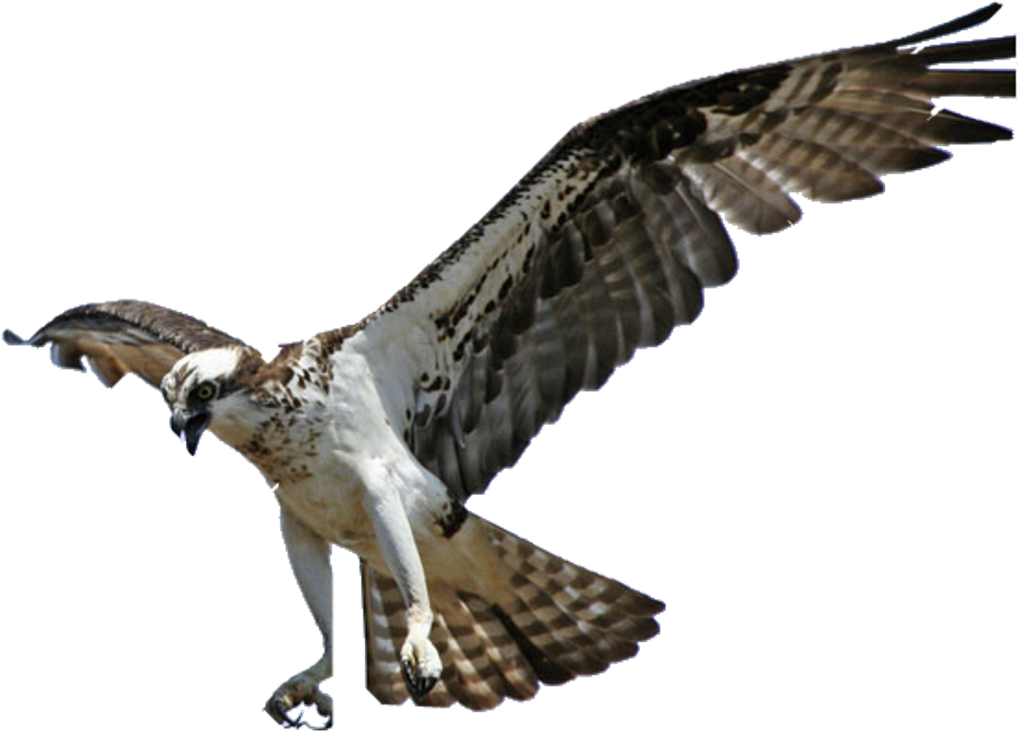 Osprey Png (1800x1200), Png Download
