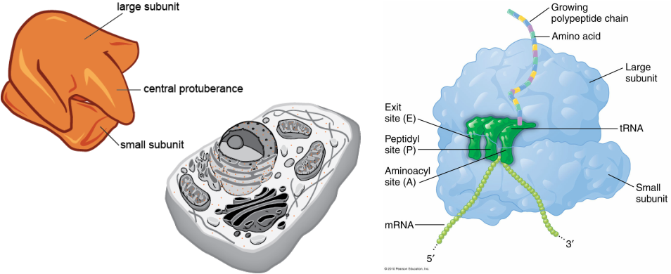 Are Organelles In The Cell That Are Composed Of Two (954x390), Png Download