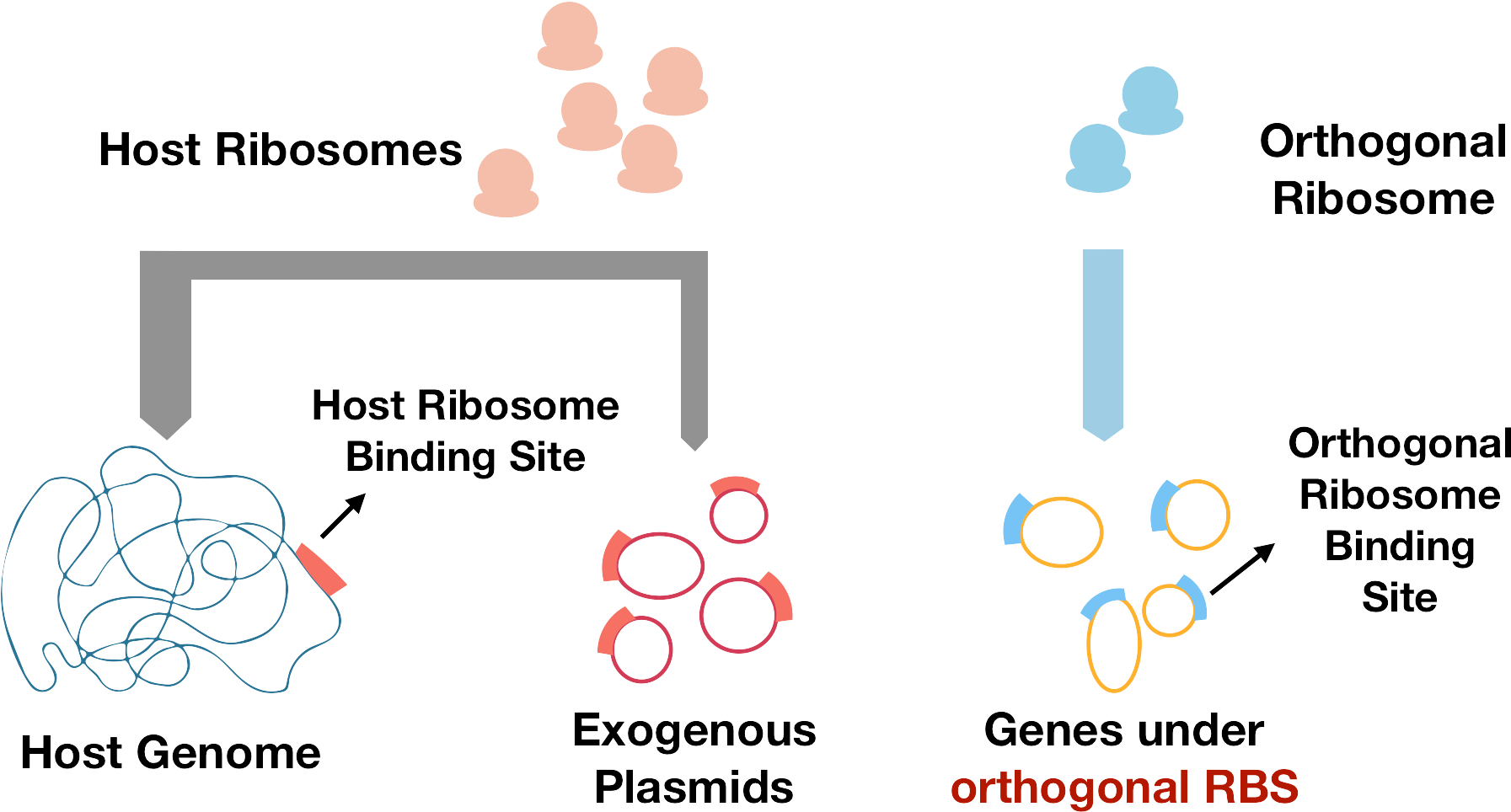 To Solve This Problem, We Introduce Orthogonal Ribosome (1874x969), Png Download