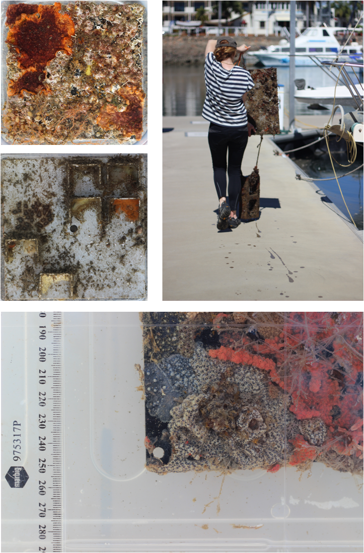 Supervisors - (733x1114), Png Download