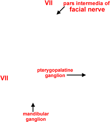 Drawing Of Selected Cranial Nerve Branches From Miller's (800x460), Png Download