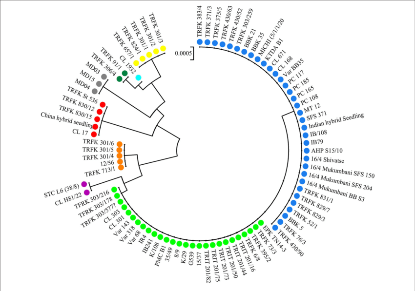 Neighbor Joining Tree Of 84 Tea Samples (850x597), Png Download