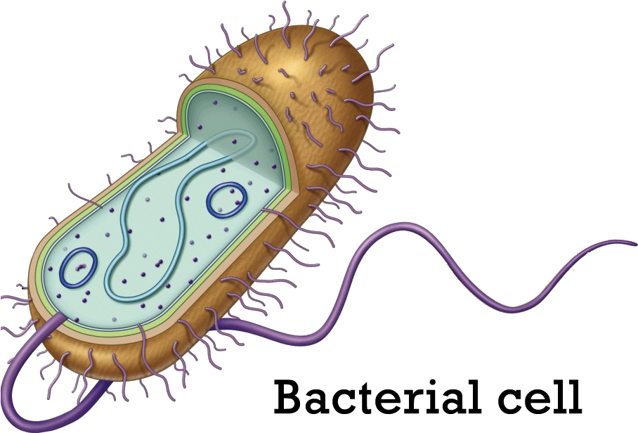Cells Png (915x615), Png Download