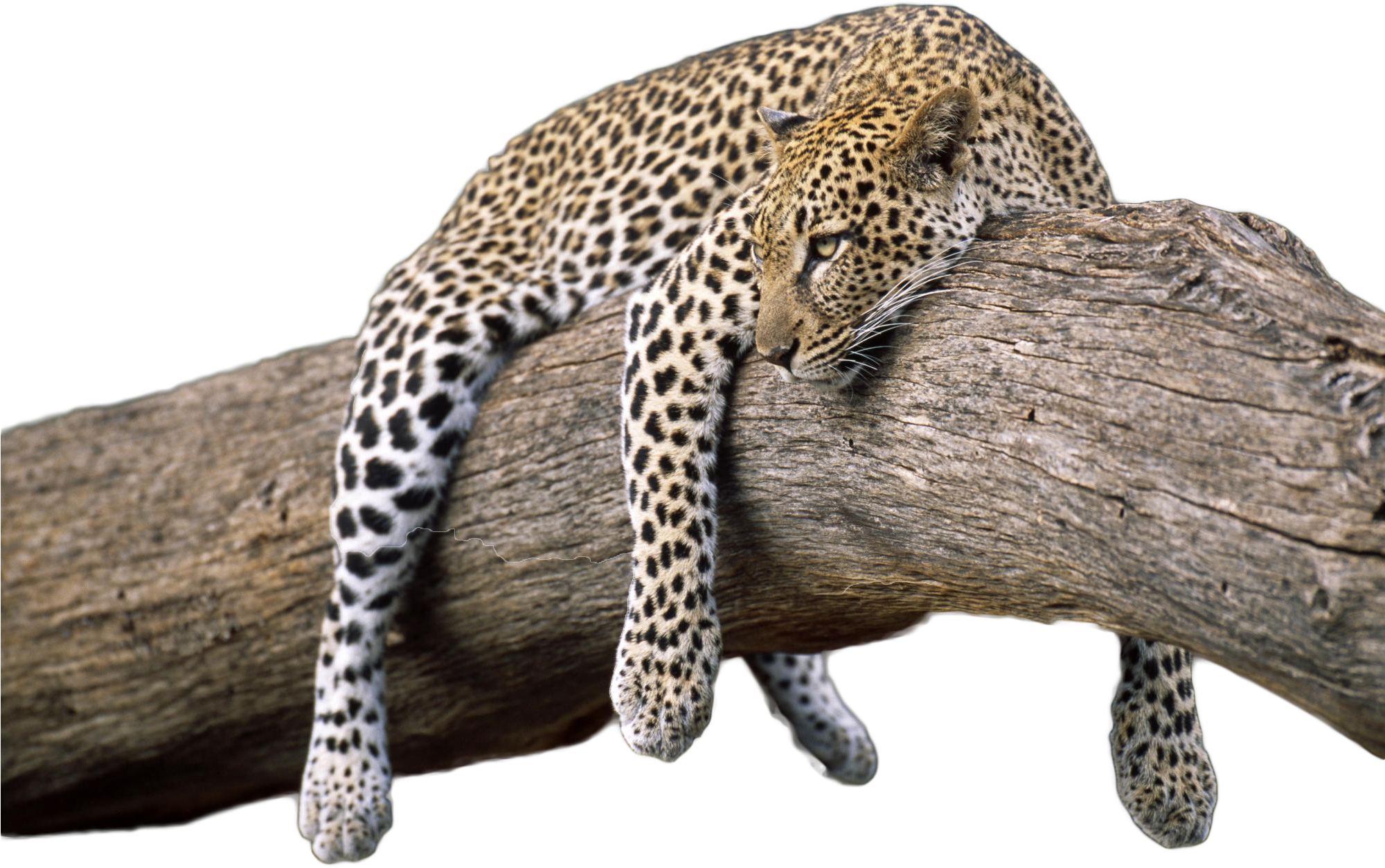 Leopard Transparent Image - Animal Png Full Hd (1999x1333), Png Download