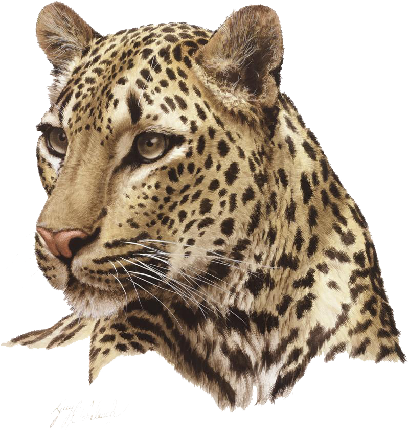 Leopard Png Photos - Leopard Png (878x1000), Png Download