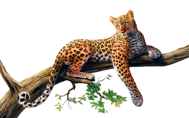 Tt's Leopard - Jaguar Png (640x400), Png Download