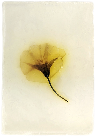 Organic Soap With Effective Microorganisms Em - Corn Poppy (640x640), Png Download