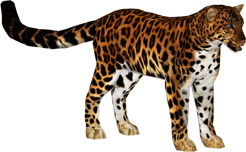Amur Leopard 3 - Zoo Tycoon 2 Leopard (826x826), Png Download
