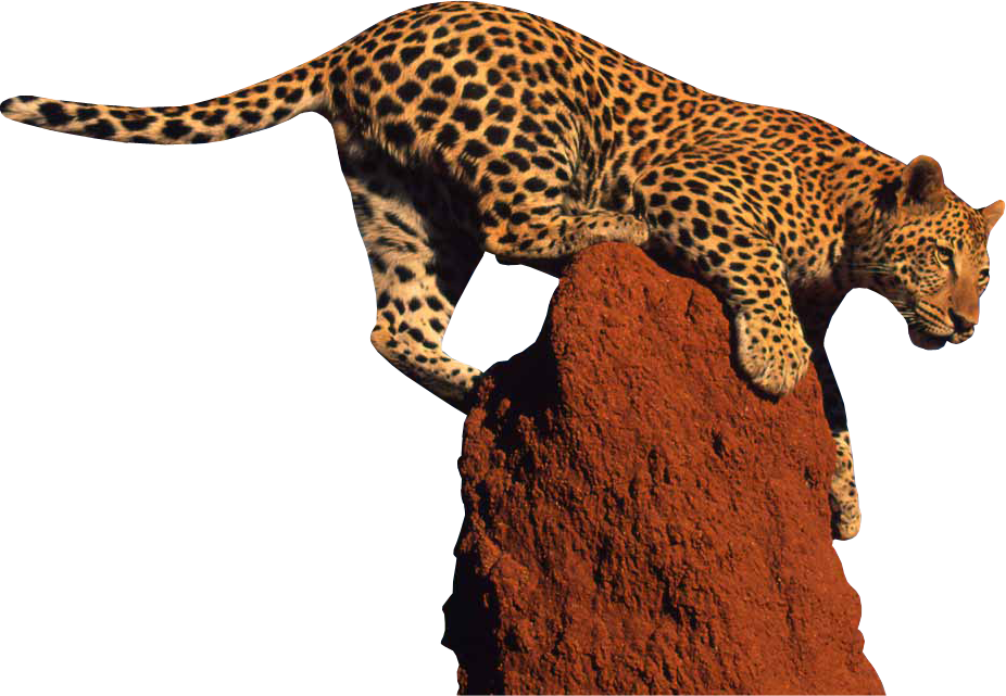 Leopard - Leopard Png (926x641), Png Download