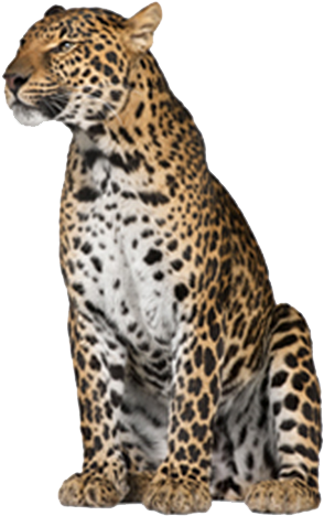 Leopard - Png Leopard (358x496), Png Download