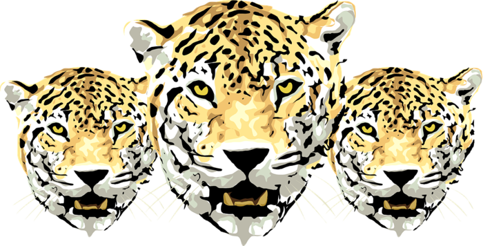 Leopard - Amur Leopard Png Transparent (700x356), Png Download