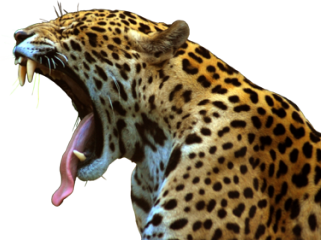 Leopard Png Transparent Images - Leopard Yawning Africa Wild Animals Poster 32x24 (640x480), Png Download