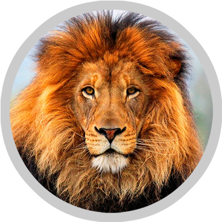 Leopard - Wildlife Heritage Foundation (450x450), Png Download