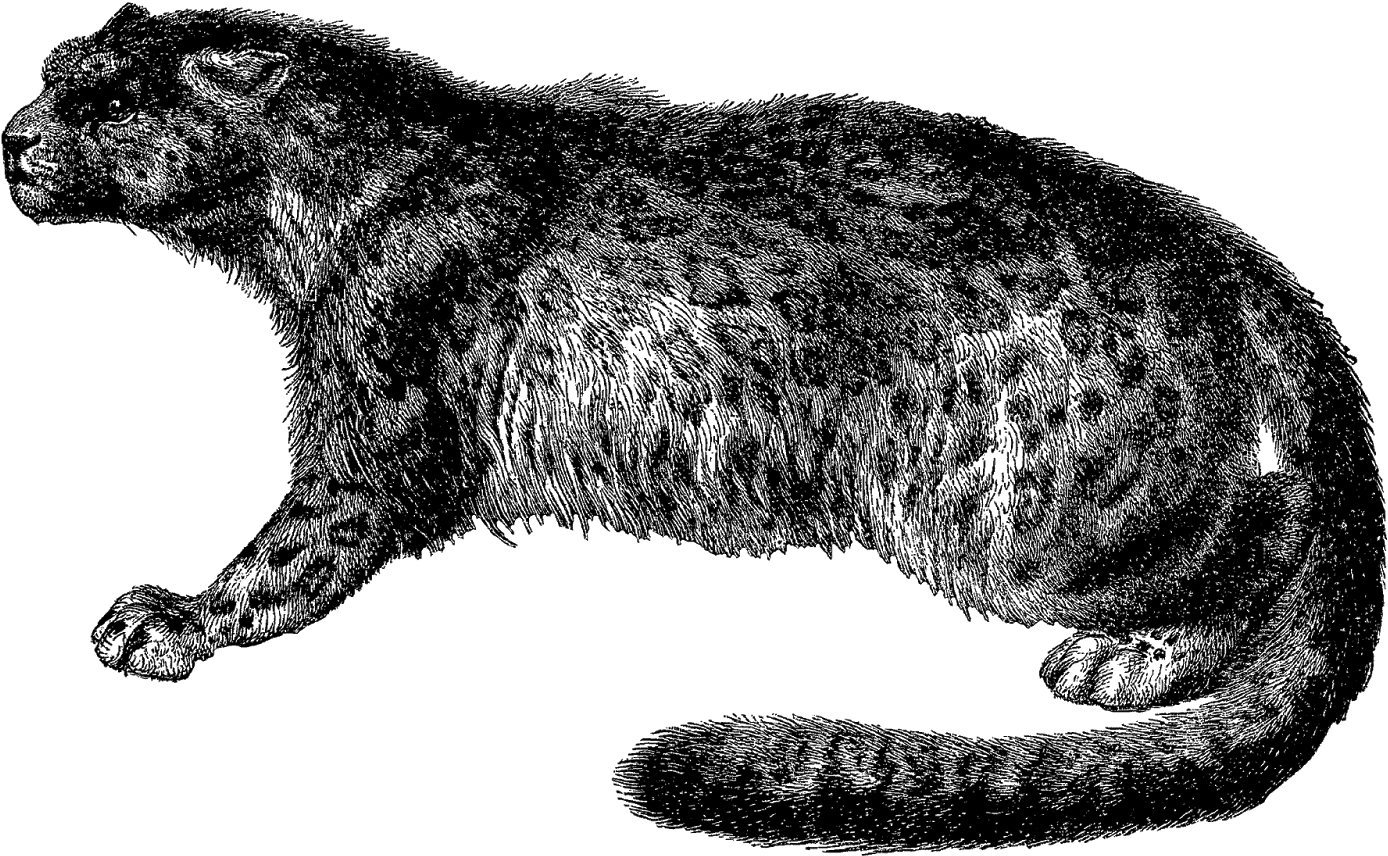 Digital Wild Cat Downloads - Leopard (1600x1057), Png Download