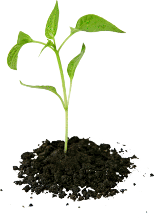 Measurement Of Ph In Plant Tissue - Tree Plantation Png (300x425), Png Download